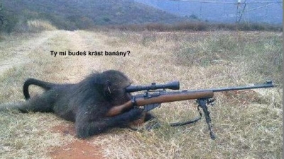Nezačínej si s opicí !